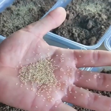 金蝉活蚁孵化基地，金蝉活苗，产地直发，成活率高！技术全程指导