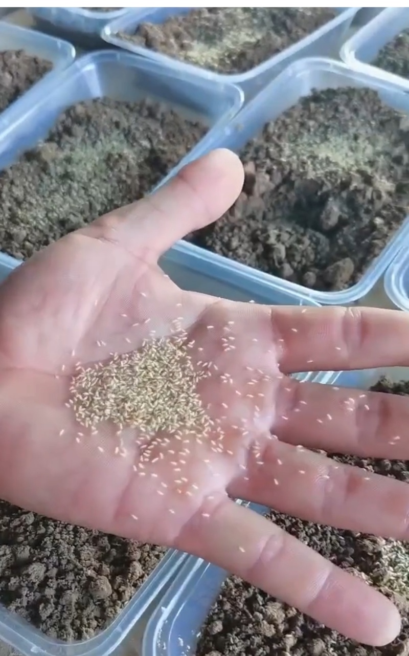 金蝉活蚁孵化基地，金蝉活苗，产地直发，成活率高！技术全程指导