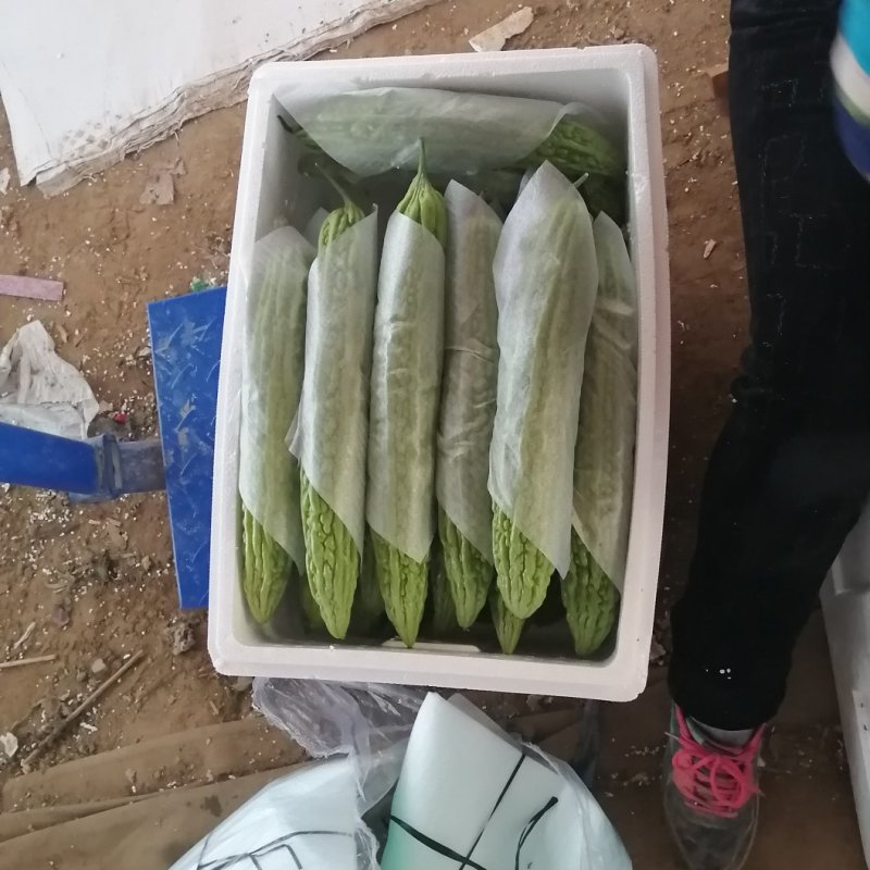 苦瓜，新品种油绿型，常年有货，可供加工厂，各地市场，超市