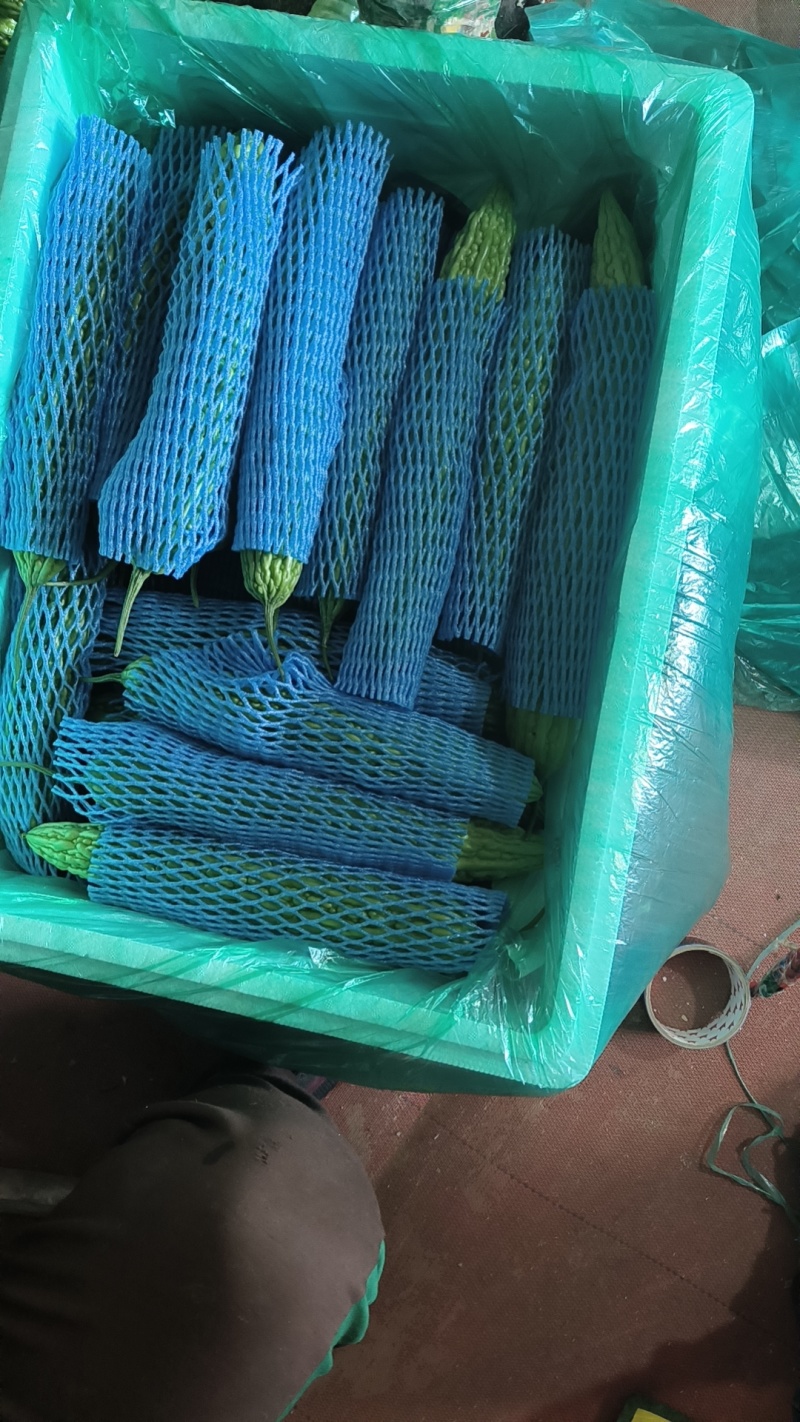 苦瓜，新品种油绿型，常年有货，可供加工厂，各地市场，超市