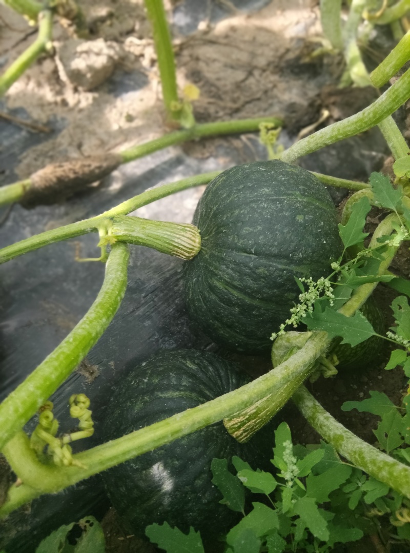 粉糯香甜板栗南瓜