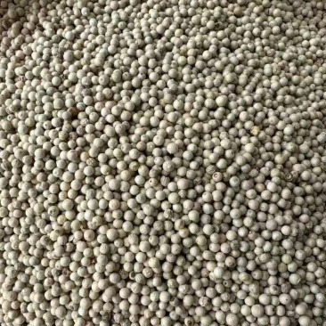 大批量批发白胡椒