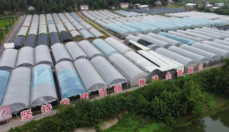 优质天冬苗，基地直接供应，可实地考察，量大从优