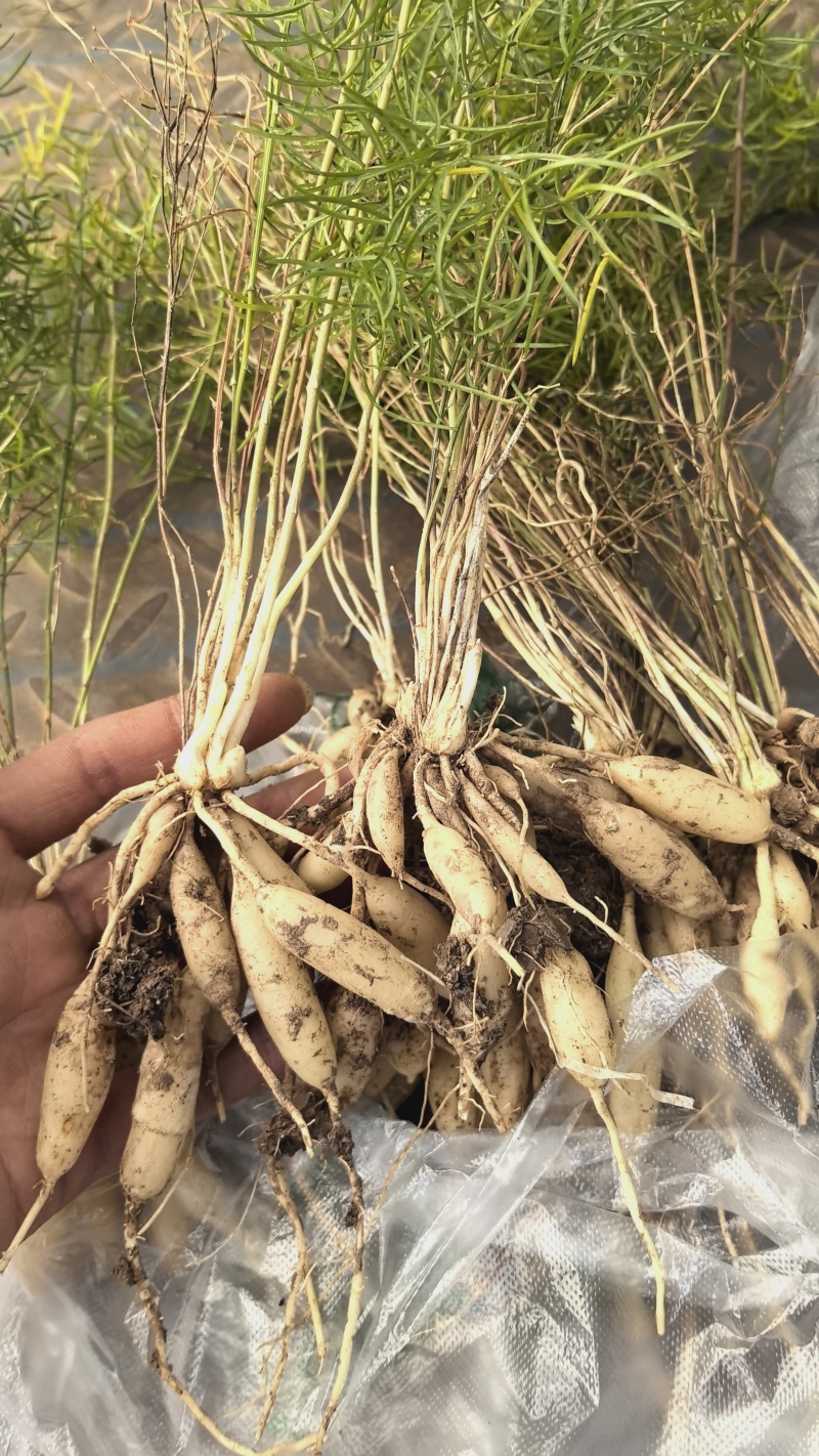 优质天冬苗，基地直接供应，可实地考察，量大从优
