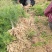优质天冬苗，基地直接供应，可实地考察，量大从优