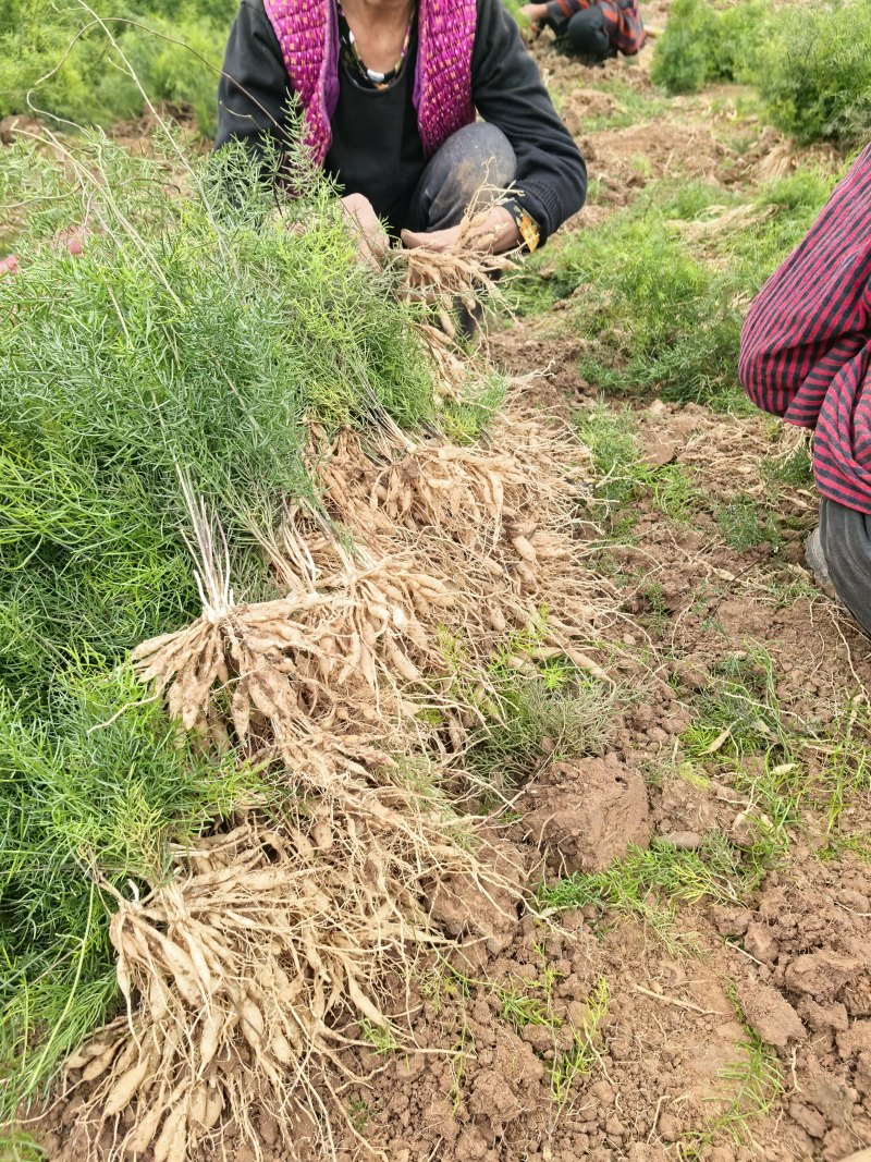 优质天冬苗，基地直接供应，可实地考察，量大从优