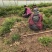 优质天冬苗，基地直接供应，可实地考察，量大从优