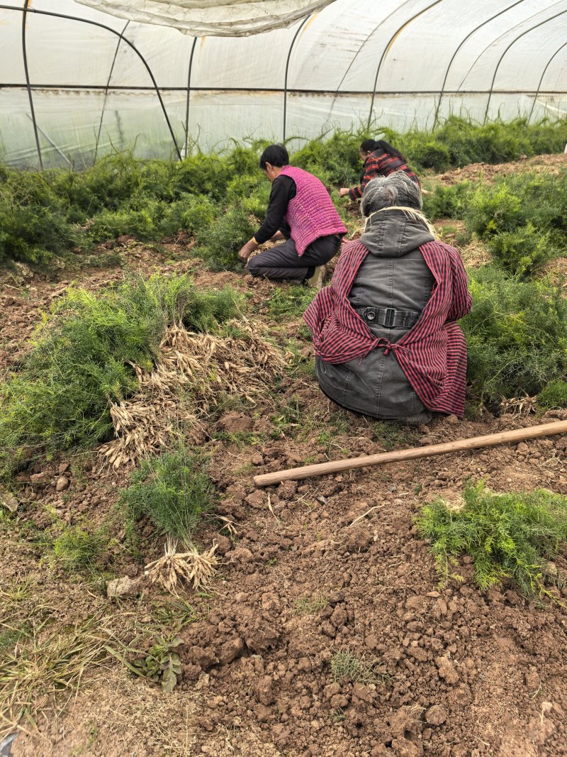 优质天冬苗，基地直接供应，可实地考察，量大从优