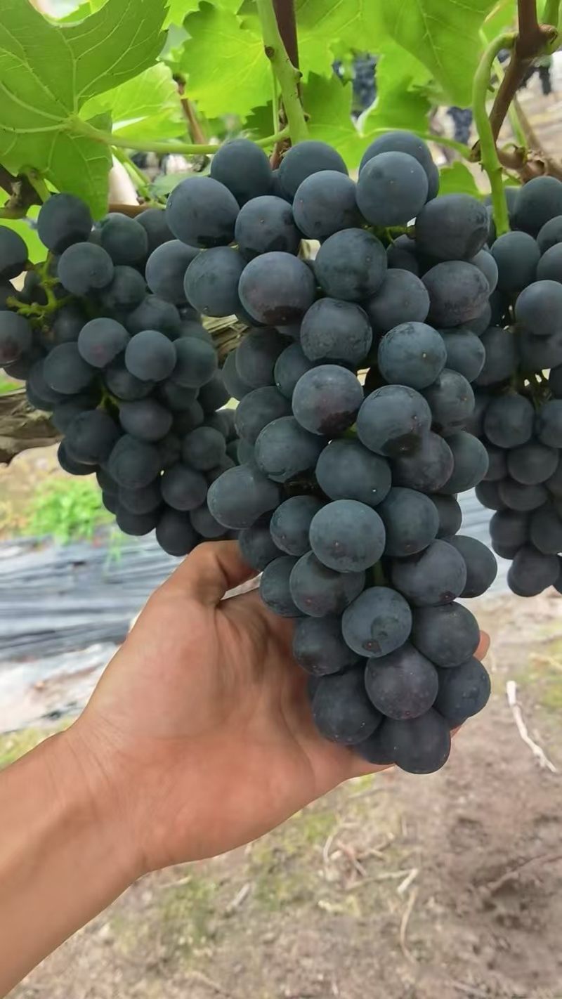 夏黑葡萄精品颗粒饱满糖甜可口基地直供