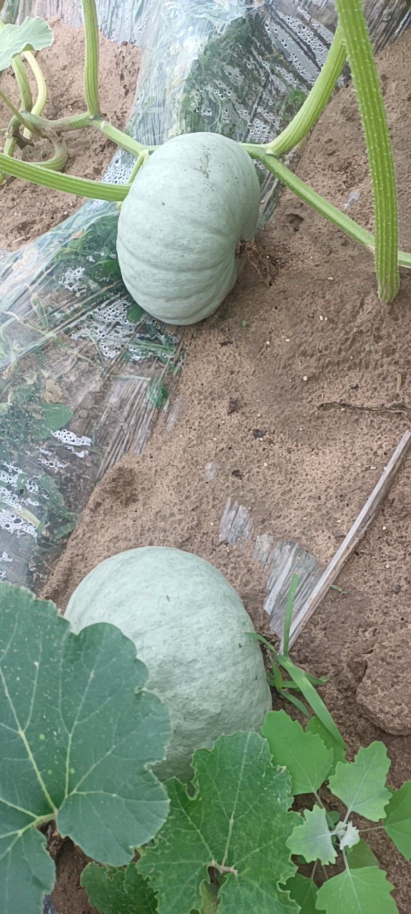银栗南瓜现货上市中