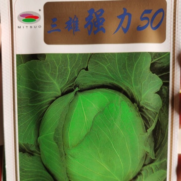 强力50进口扁球耐热甘蓝丰产口感好