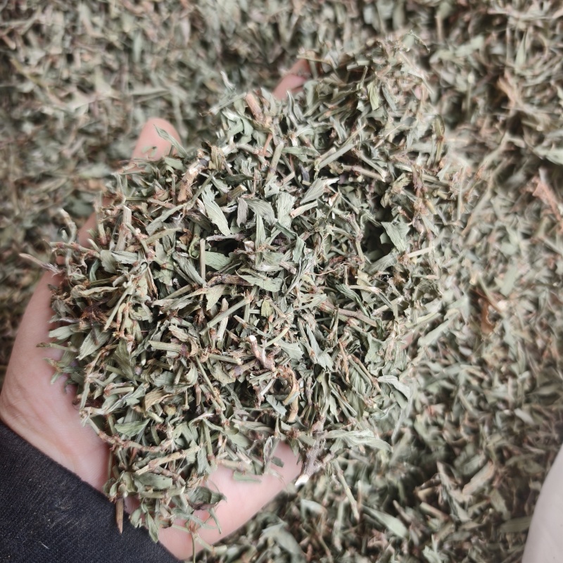 萹蓄扁蓄今年新货绿色颜色好实物拍摄产地山东省