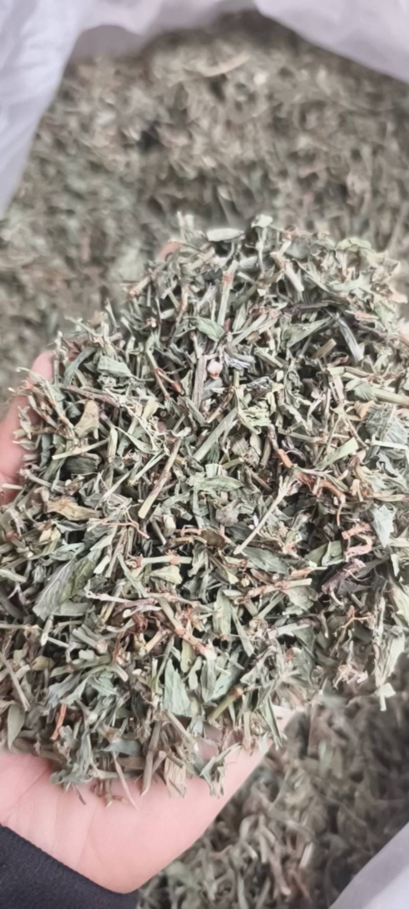 萹蓄扁蓄今年新货绿色颜色好实物拍摄产地山东省