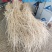 鲜妃茅精品无硫鲜白茅根，量大专业