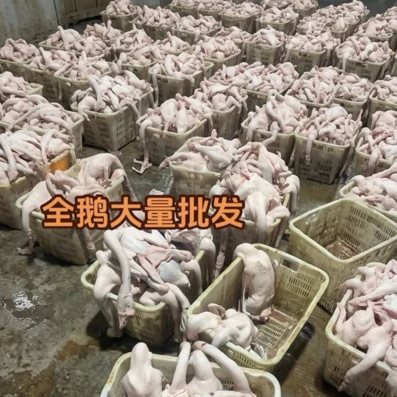 正宗潮汕生鲜狮头鹅肉支持视频看货场地验货可开票