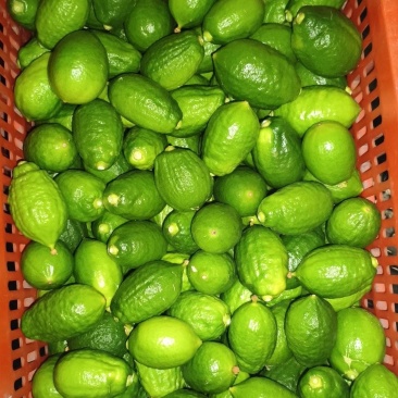 头像+v广东香水柠檬现摘新鲜青柠檬奶茶专用鲜果