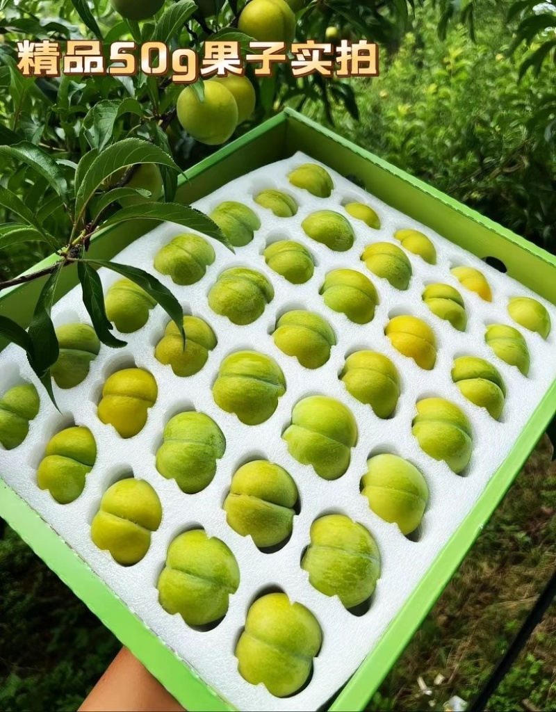 贵州蜂糖李