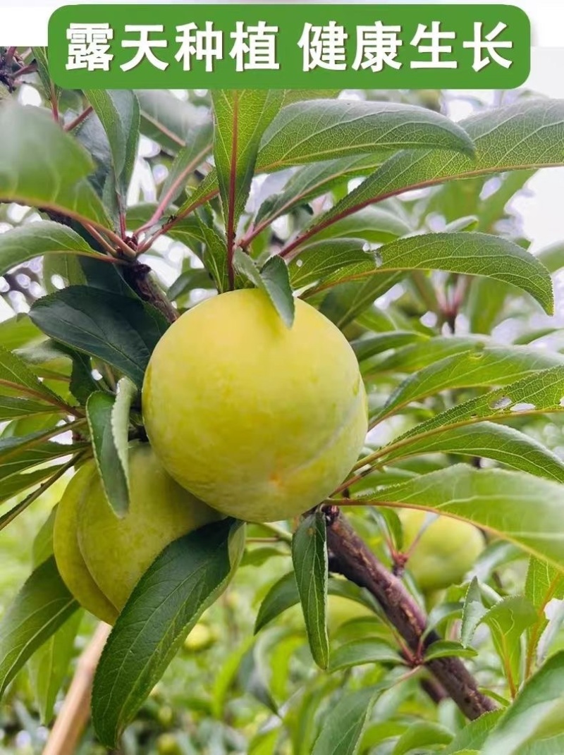 贵州蜂糖李
