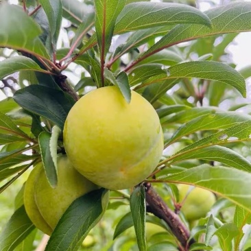贵州蜂糖李