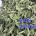 薄荷叶中药材今年新货正品无硫手工挑选全叶薄荷