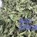 薄荷叶中药材今年新货正品无硫手工挑选全叶薄荷