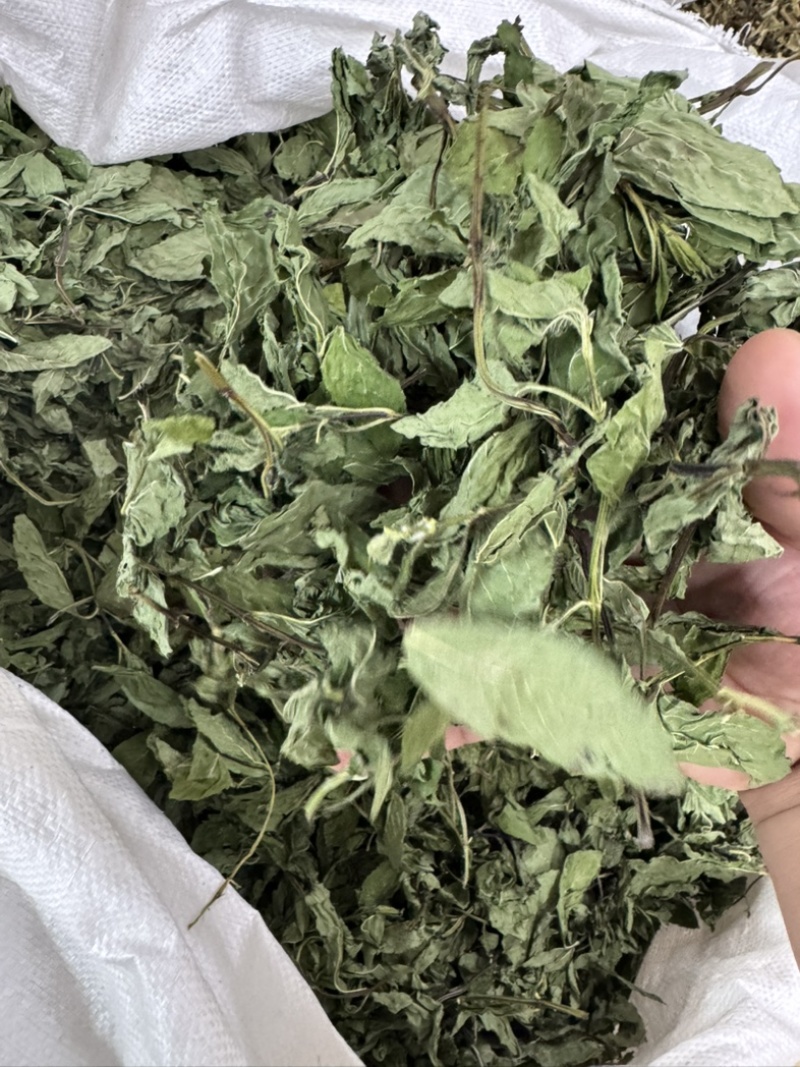 薄荷叶中药材今年新货正品无硫手工挑选全叶薄荷