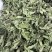 薄荷叶中药材今年新货正品无硫手工挑选全叶薄荷