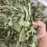 薄荷叶中药材今年新货正品无硫手工挑选全叶薄荷