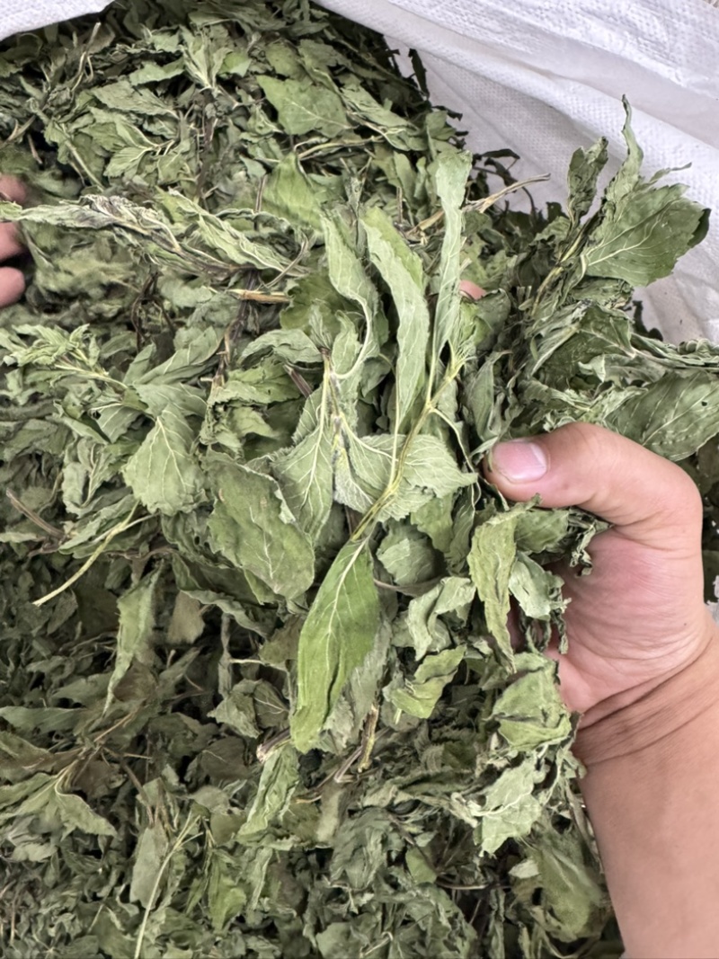薄荷叶中药材今年新货正品无硫手工挑选全叶薄荷