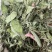 薄荷叶中药材今年新货正品无硫手工挑选全叶薄荷
