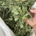 薄荷叶中药材今年新货正品无硫手工挑选全叶薄荷