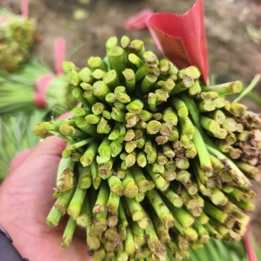 小叶韭菜全国发货