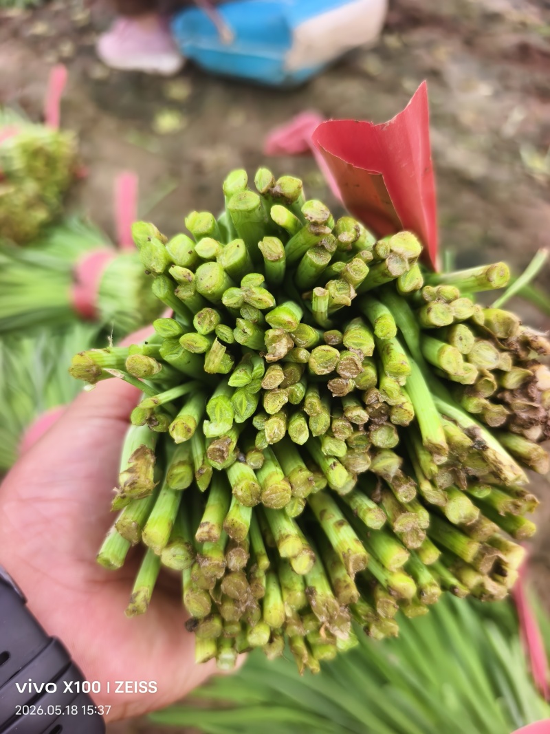 小叶韭菜全国发货