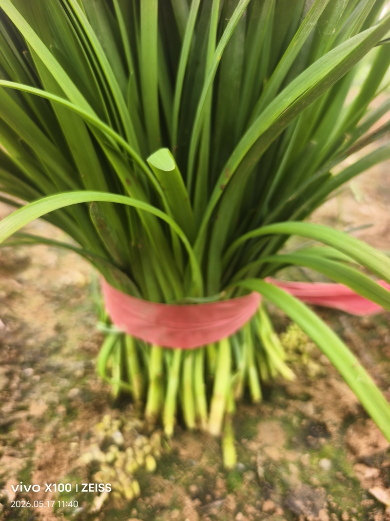 小叶韭菜全国发货
