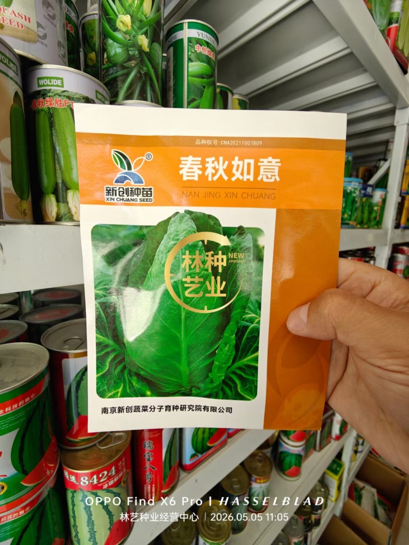 牛心甘蓝种子春秋如意春甜牛中早熟耐抽薹甜脆牛心包菜种籽