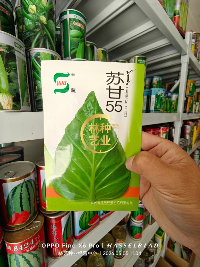 牛心甘蓝种子春秋如意春甜牛中早熟耐抽薹甜脆牛心包菜种籽