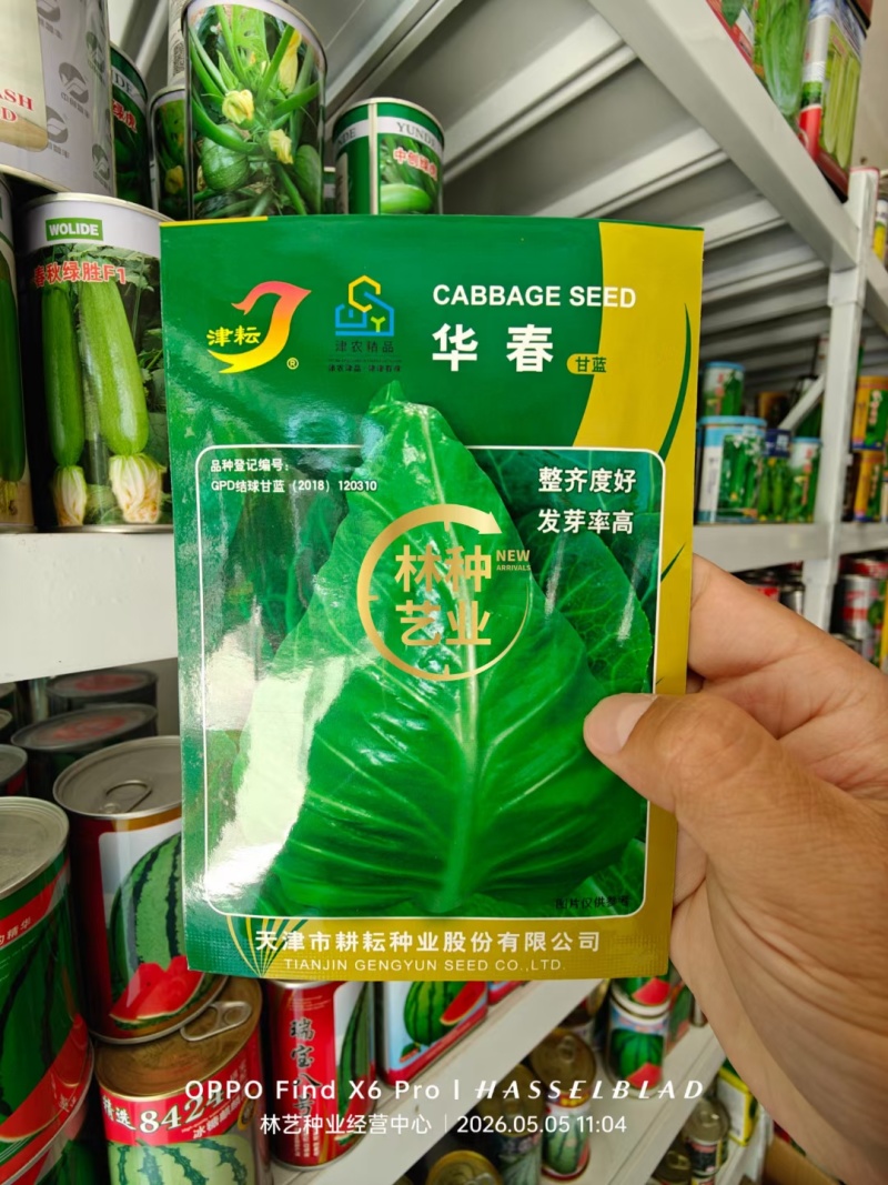 牛心甘蓝种子春秋如意春甜牛中早熟耐抽薹甜脆牛心包菜种籽