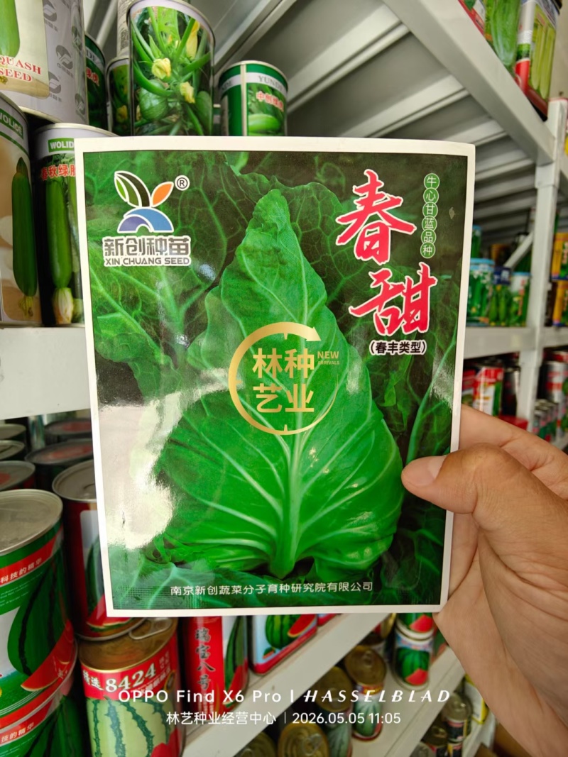 牛心甘蓝种子春秋如意春甜牛中早熟耐抽薹甜脆牛心包菜种籽