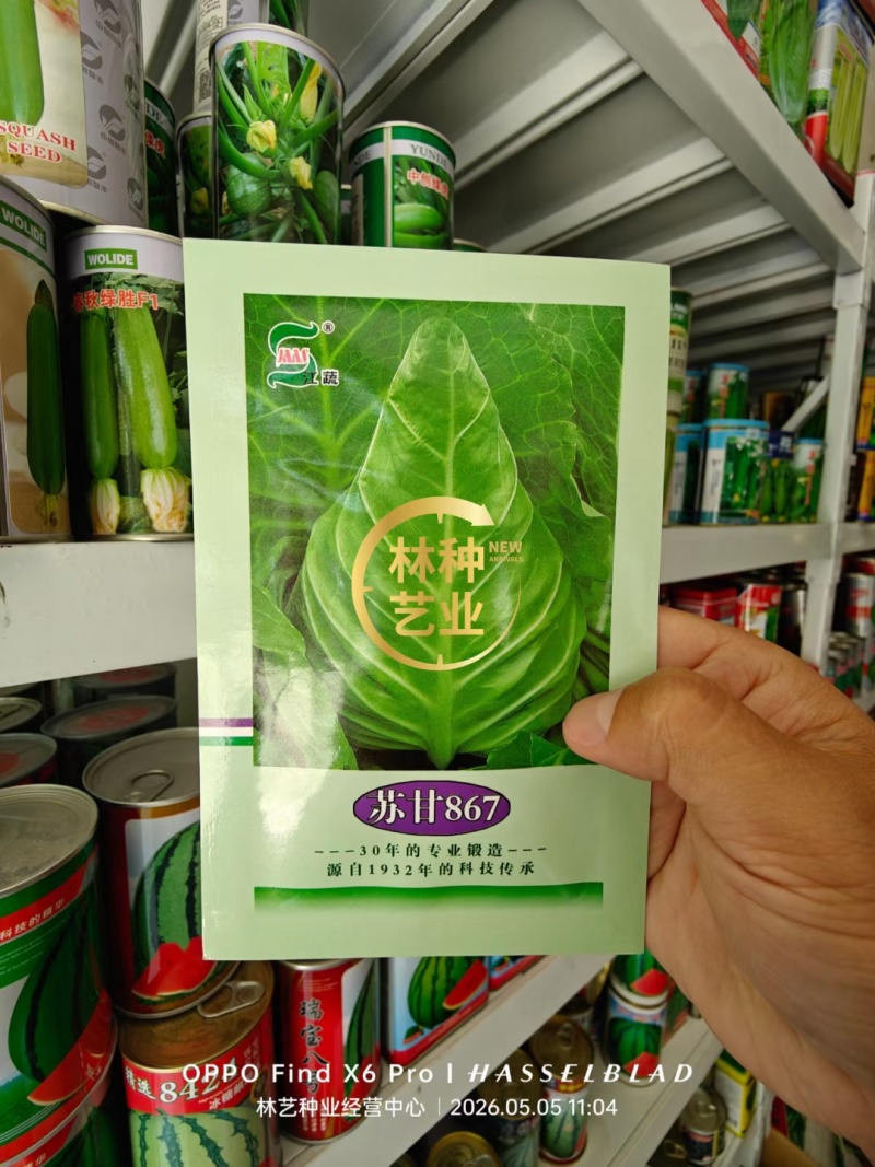 牛心甘蓝种子春秋如意春甜牛中早熟耐抽薹甜脆牛心包菜种籽
