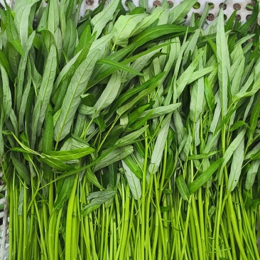 精品空心菜