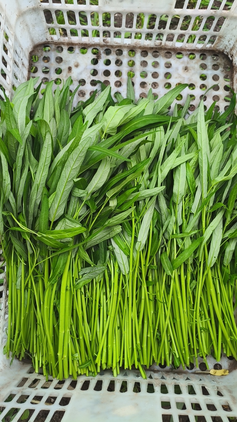 精品空心菜