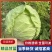 山东聊城精品甘蓝圆包菜产地直发货源足量大价优可代办