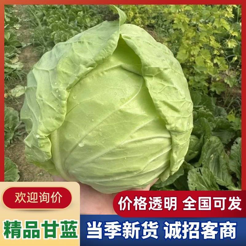 山东聊城精品甘蓝圆包菜产地直发货源足量大价优可代办