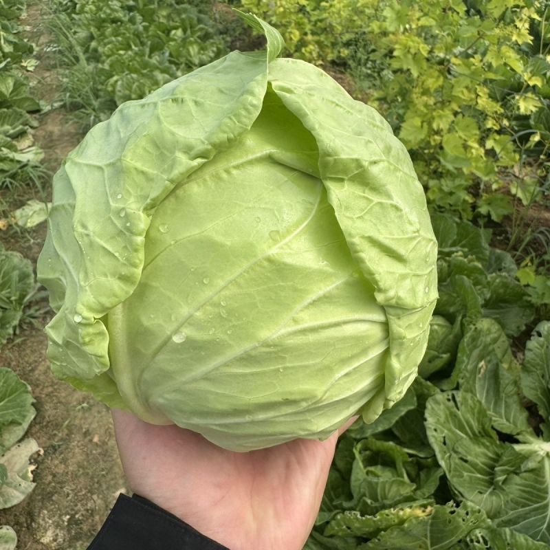 山东聊城精品甘蓝圆包菜产地直发货源足量大价优可代办