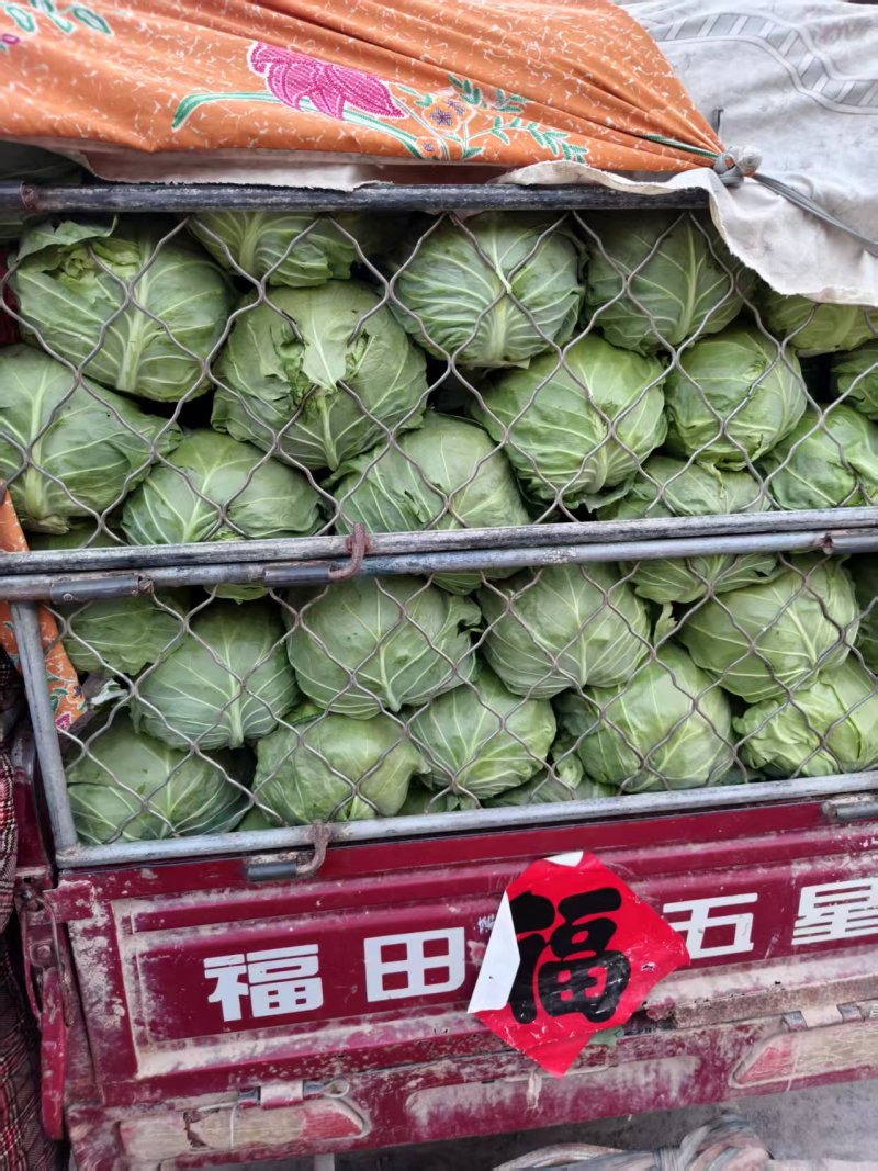山东聊城精品甘蓝圆包菜产地直发货源足量大价优可代办