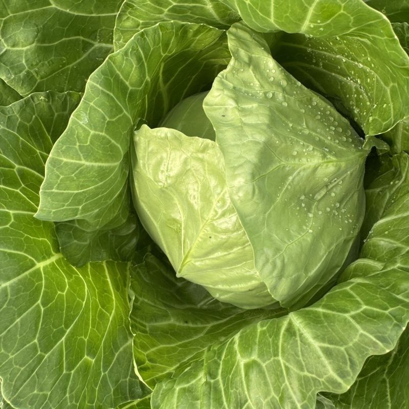 山东聊城精品甘蓝圆包菜产地直发货源足量大价优可代办