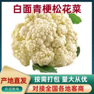 山东聊城产地白面青梗松花菜脆嫩饱满货源稳定商超市场优选货