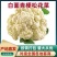 山东聊城产地白面青梗松花菜脆嫩饱满货源稳定商超市场优选货