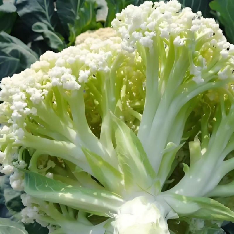 山东聊城产地白面青梗松花菜脆嫩饱满货源稳定商超市场优选货