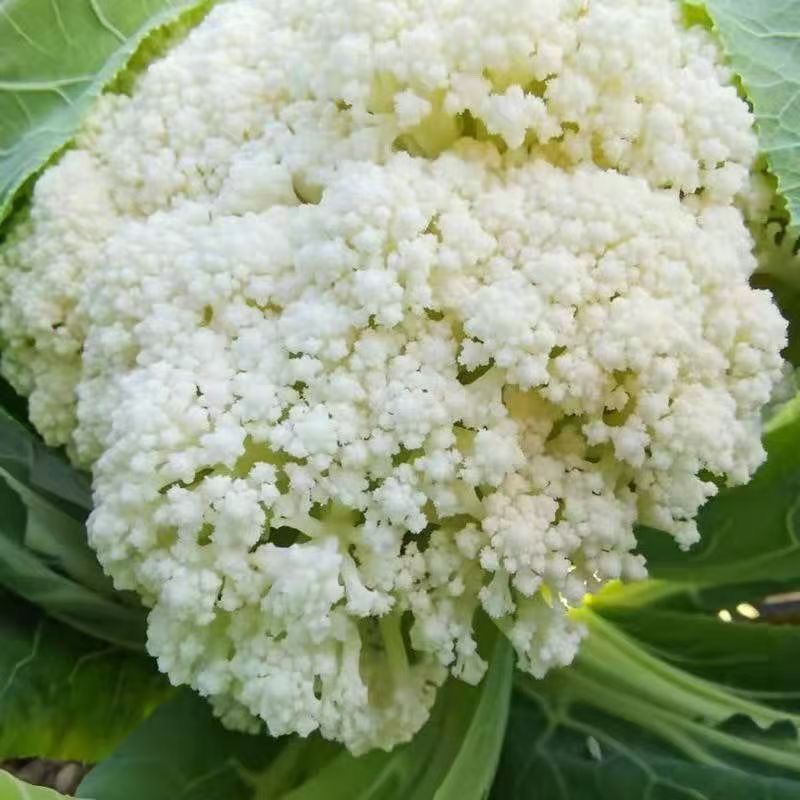 山东聊城产地白面青梗松花菜脆嫩饱满货源稳定商超市场优选货